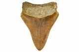 Serrated, Fossil Megalodon Tooth From Morocco - Rare Location #353020-1